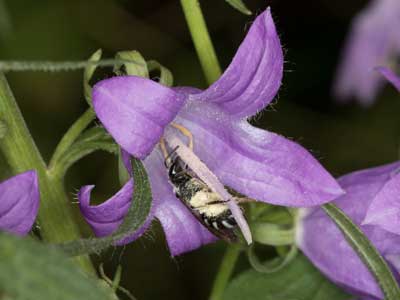 Lasioglossum costulatum