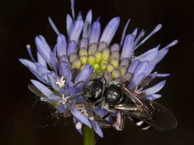 Lasioglossum costulatum