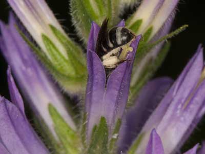 Campanula spicata