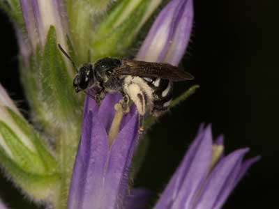 Lasioglossum costulatum