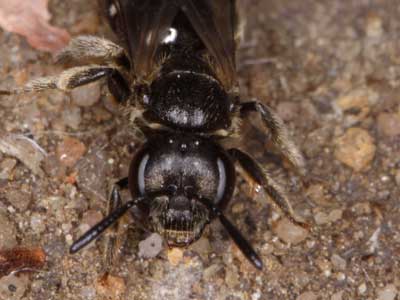 Lasioglossum marginellum