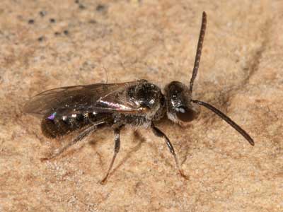 Lasioglossum marginellum