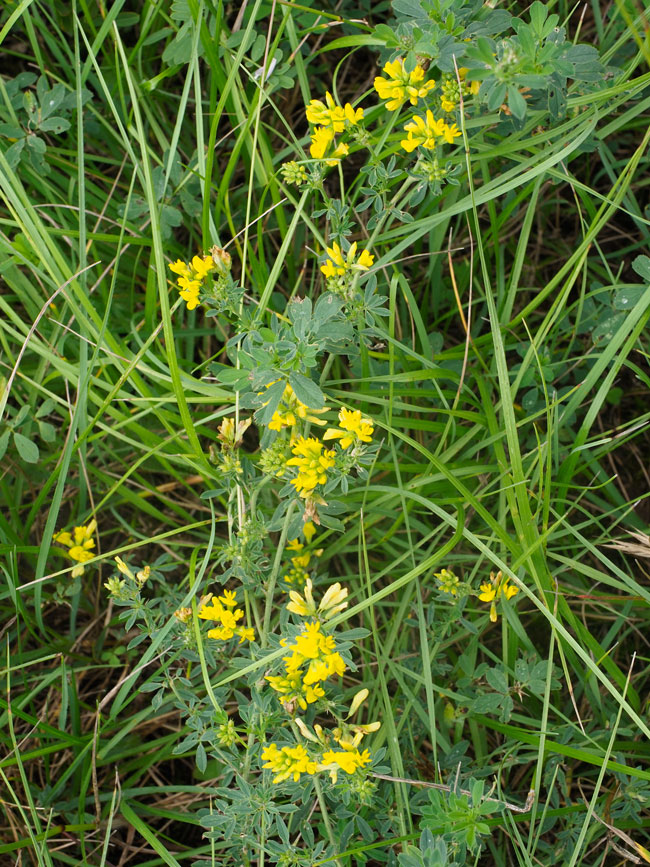 Medicago falcata