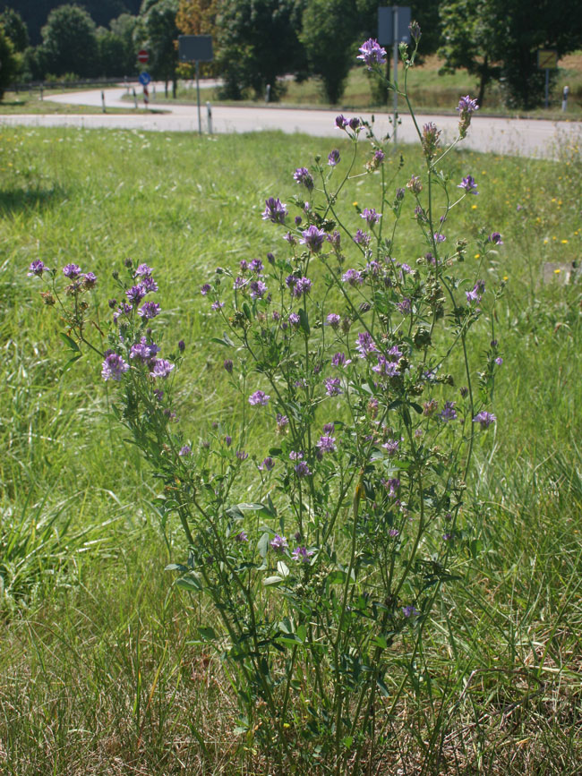Medicago sativa