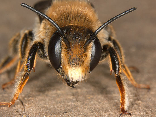 Halictus scabiosae