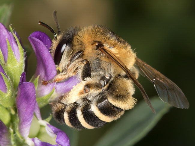 Melitta leporina