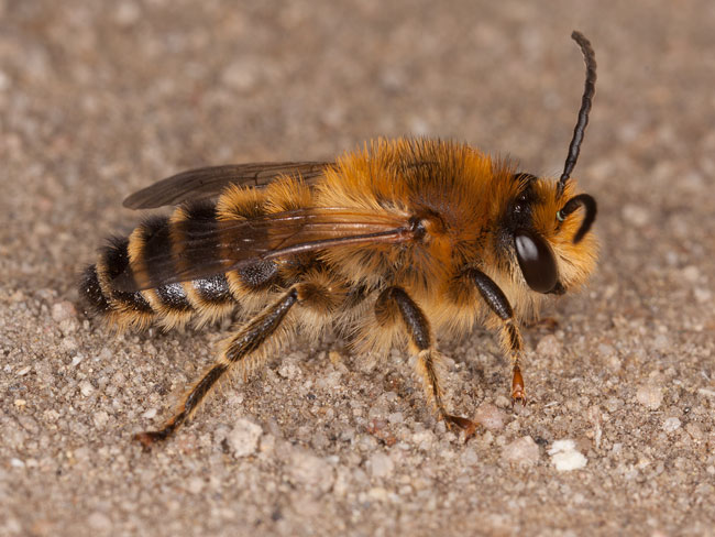 Melitta leporina