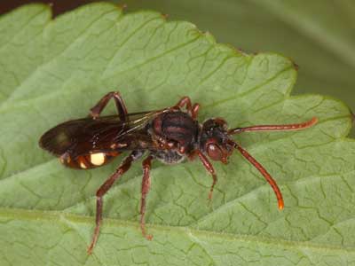 Nomada hirtipes