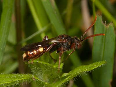 Nomada hirtipes