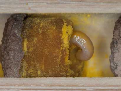 Osmia cornuta Brutzelle