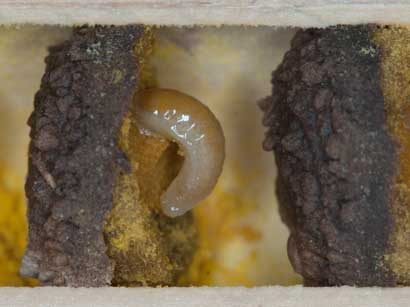 Osmia cornuta Brutzelle