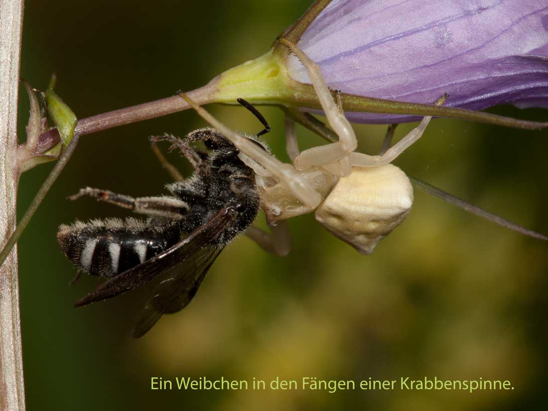Lasioglossum costulatum_ Krabbenspinne