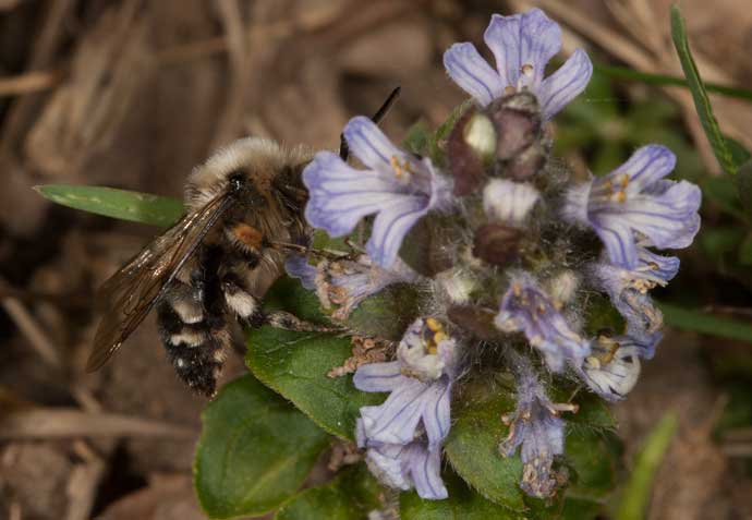 Melecta albifrons