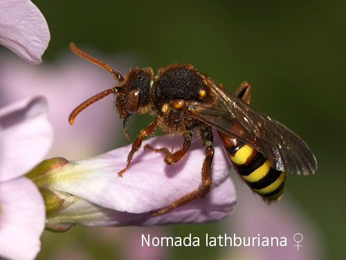 Nomada lathburiana