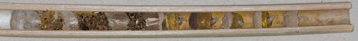 Osmia cornuta Nest
