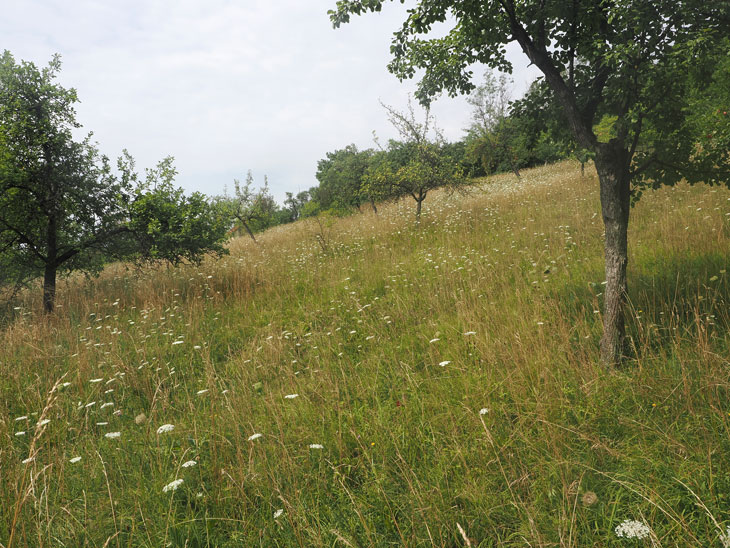 Struobstwiese