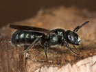 Ceratina cyanea