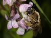 Eucera nigrescens Weibchen