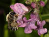 Eucera nigrescens Weibchen