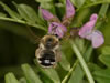 Eucera nigrescens Weibchen