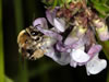 Eucera nigrescens Weibchen