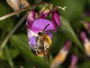 Eucera nigrescens Männchen