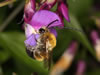 Eucera nigrescens Männchen
