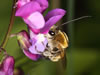 Eucera nigrescens Männchen