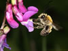 Eucera nigrescens Männchen