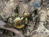 Eucera nigrescens Paarung