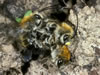 Eucera nigrescens Paarung