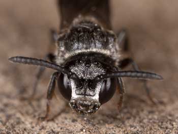 Psenulus