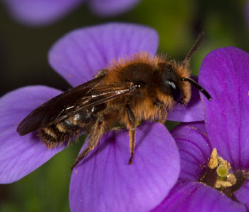 Andrena lagopus Männchen