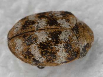 Anthrenus verbasci