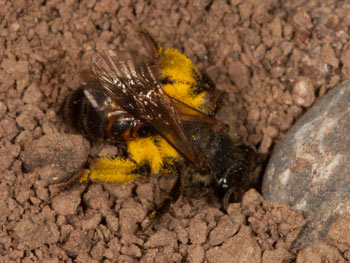 Andrena florea