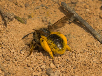 Andrena humilis