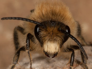 Colletes cunicularius