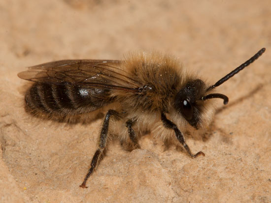 Colletes cunicularius