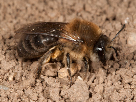 Colletes cunicularius Weibchen