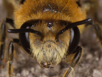Colletes daviesanus