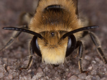 Colletes fodiens