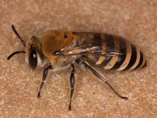 Colletes hylaeiformis Weibchenl