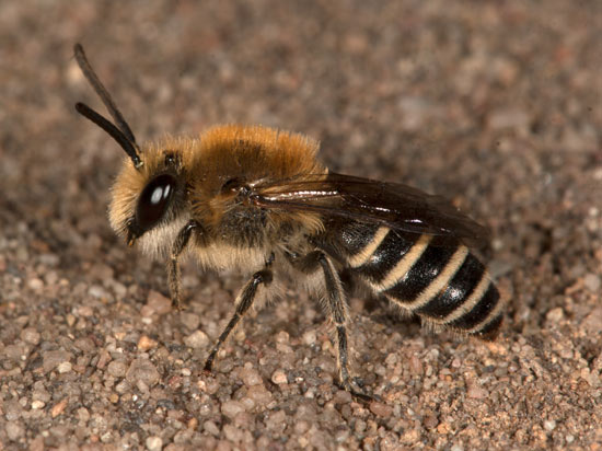 Colletes succinctus