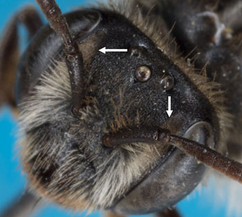 Andrena labiata