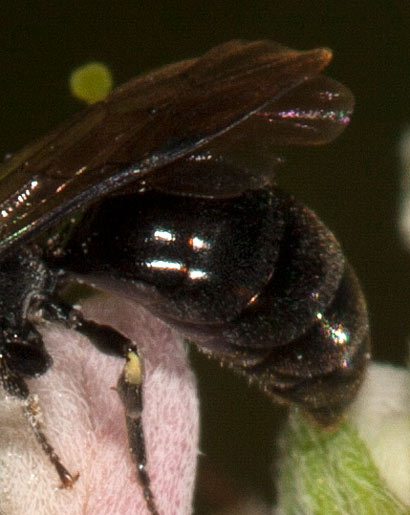 Hylaeus communis