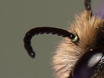 Melitta haemorrhoidalis