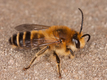 Melitta leporina
