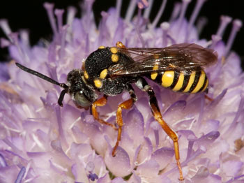 Nomada flavopicta