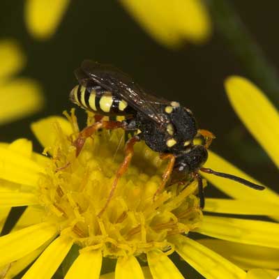 Nomada flavopicta