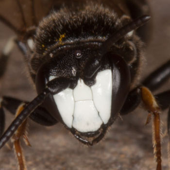 Hylaeus nigritus Männchen frontal